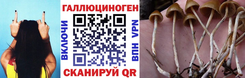 цена   Уржум  блэк спрут сайт  Псилоцибиновые грибы GOLDEN TEACHER 
